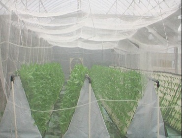 anti insect net